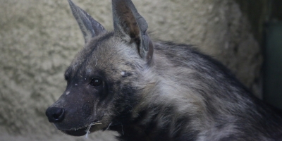 zoo hyena zihana